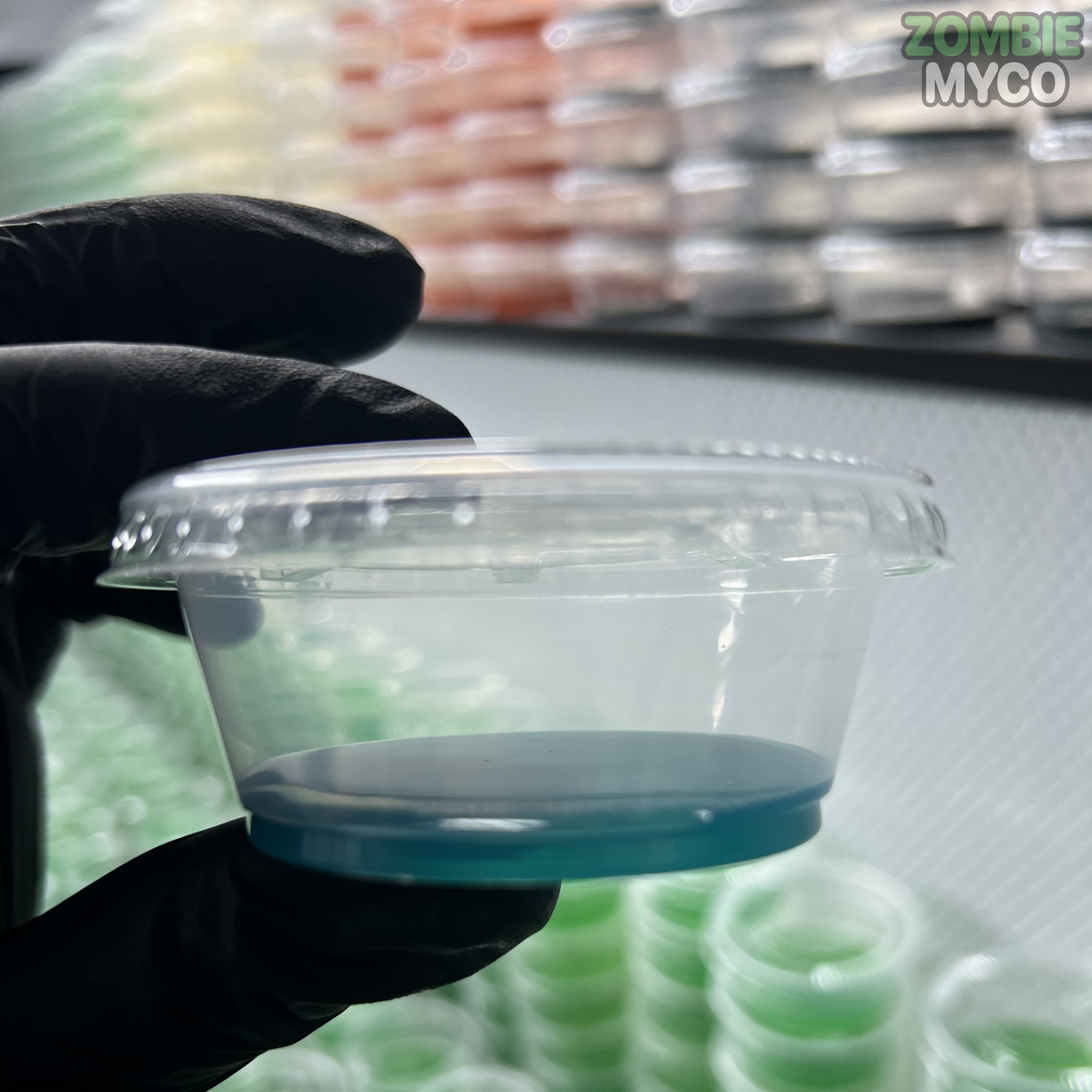 Agar Cups ( 25x ) - 100% Sterile Agar Plates - Sorghum Yeast Agar