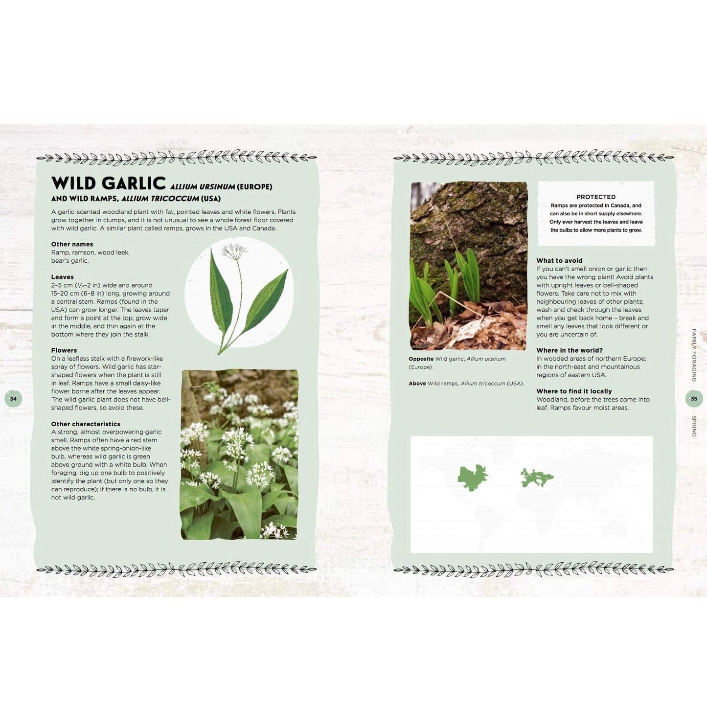 Family Foraging: A Fun Guide to Eating Wild Plants