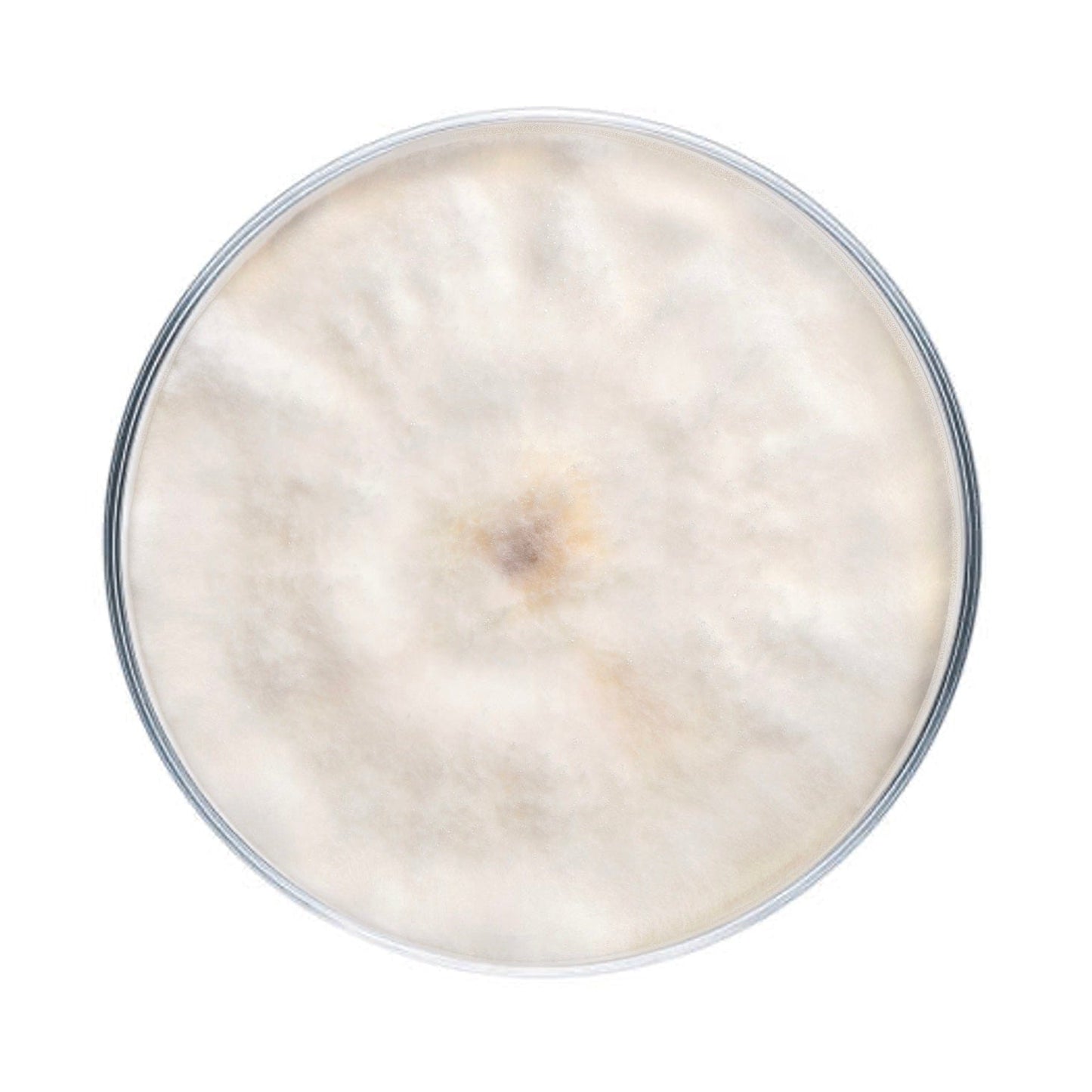 Chestnut Mushroom Plate Culture