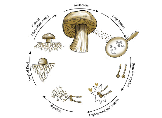 Mushroom Spores vs. Spawn: What’s the Difference?