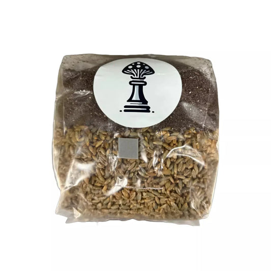 What is an All-In-One Grow Bag? The Ultimate Guide for Mushroom Growers