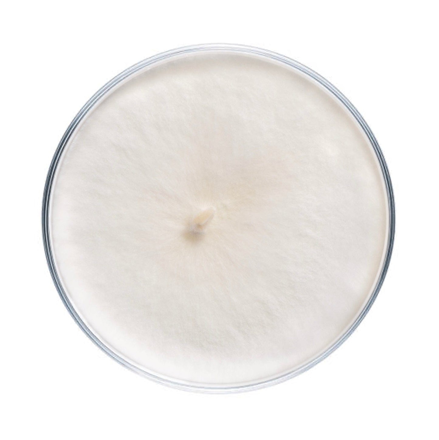 Beech Mushroom Plate Culture