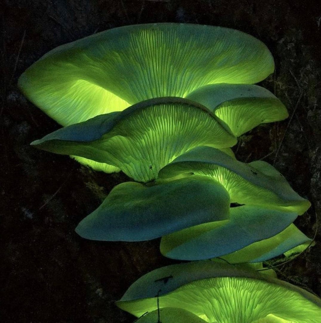 Bioluminescent Mushroom Plate Culture