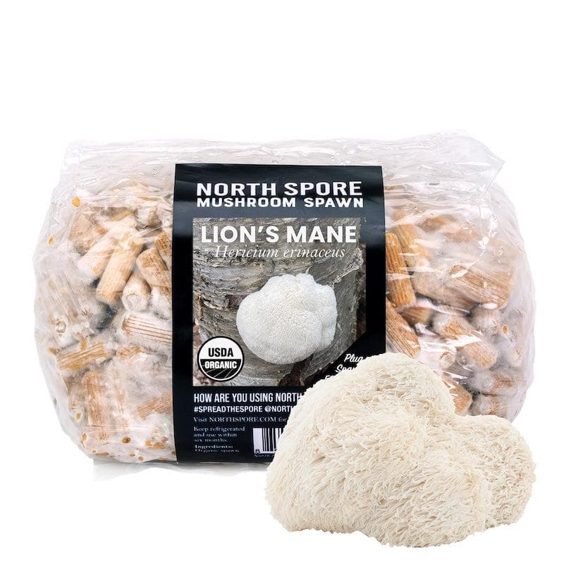 Organic Lion's Mane Mushroom Plug Spawn