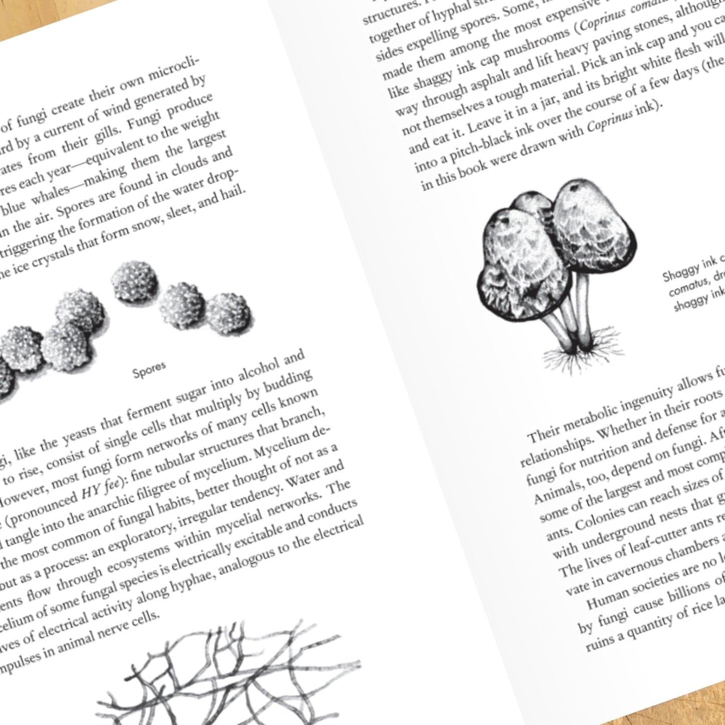 Entangled Life: How Fungi Make Our Worlds, Change Our Minds